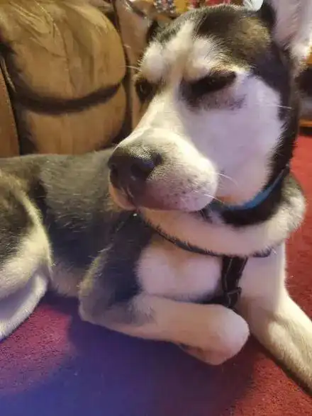 二哈招惹蜜蜂嘴巴肿成球,它还一脸不服气的表情,主人越看越想笑