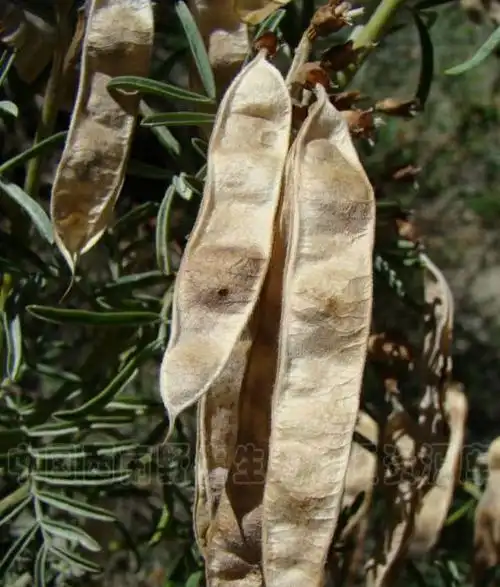 data-lemmaid="3672199">豆科 /a>冬麻豆属植物,产我国西藏,茎叶有毒