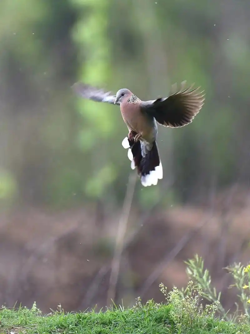 珠颈斑鸠是鸽形目鸠鸽科珠颈斑鸠属的鸟类.又名鸪雕,鸪鸟,中斑 - 抖音
