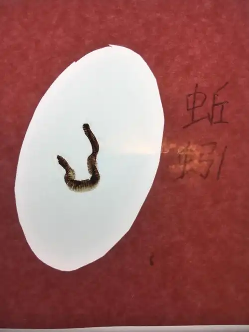 大自然启蒙教育书系列二--蚯蚓.