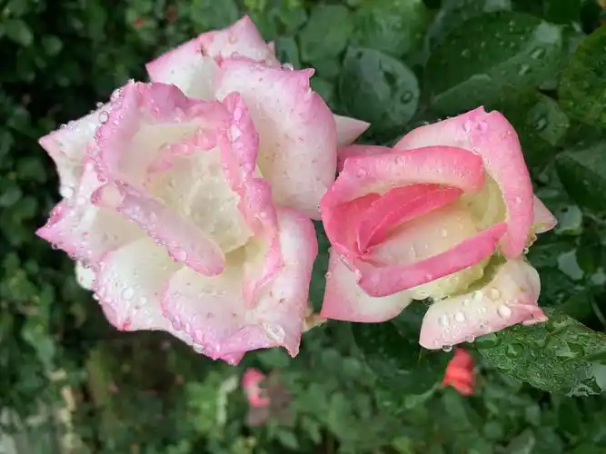 各城市的花色彩鲜艳含苞待放 千姿百态 五彩缤纷