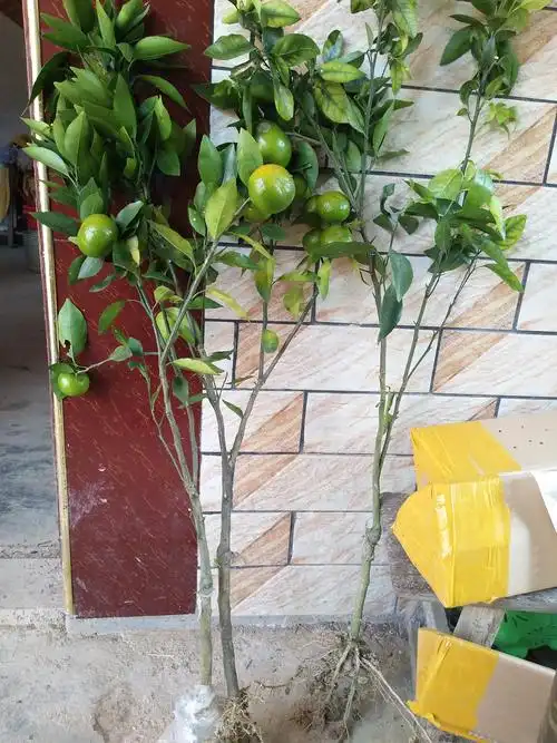 沃柑苗 嫁接苗 0.5~1米