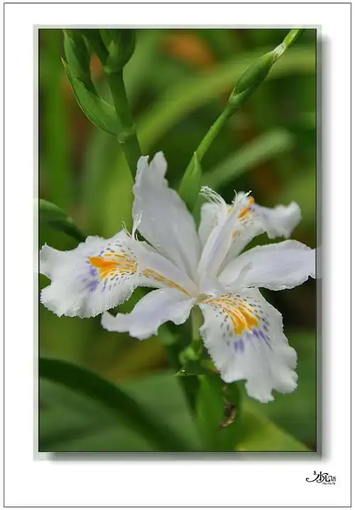 水心摄影|蝴蝶花