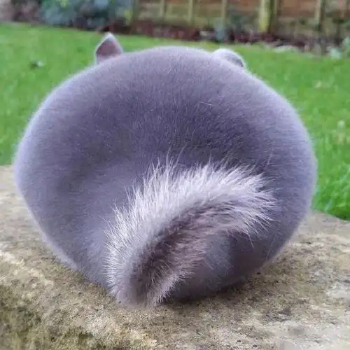 胖乎乎圆滚滚的龙猫好像毛绒玩具好想戳一戳