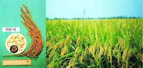 太空育种产生的水稻新品种华航1号