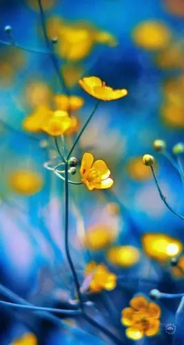 花- 堆糖,美图壁纸兴趣社区