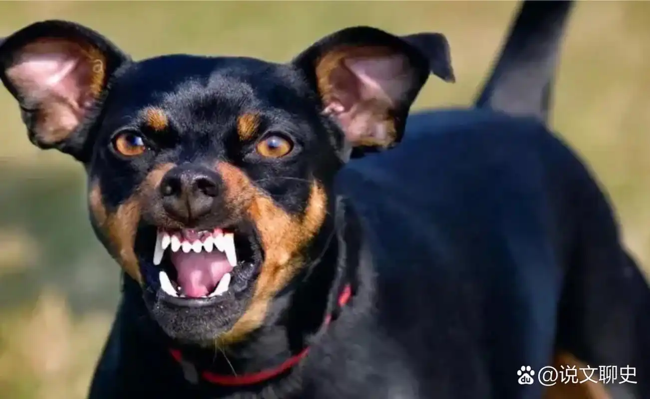 狗咬人,狗主人却索赔16000元. 2022年,沉阳一名男子上完夜班回家.