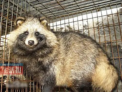 成功解救自治区重点保护野生动物狗狸10只