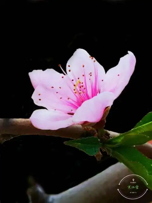 阳春三月桃花开,送你一朵桃花祝福你.