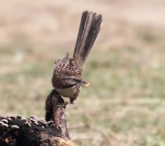 【图】不怕人的山鹛 - 蜂鸟摄影论坛