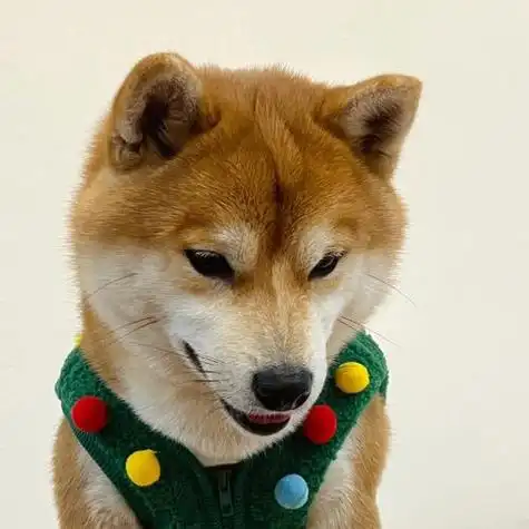 柴犬头像我在低头看你呀