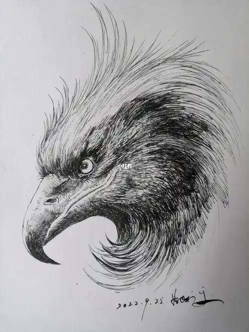 钢笔画鹰