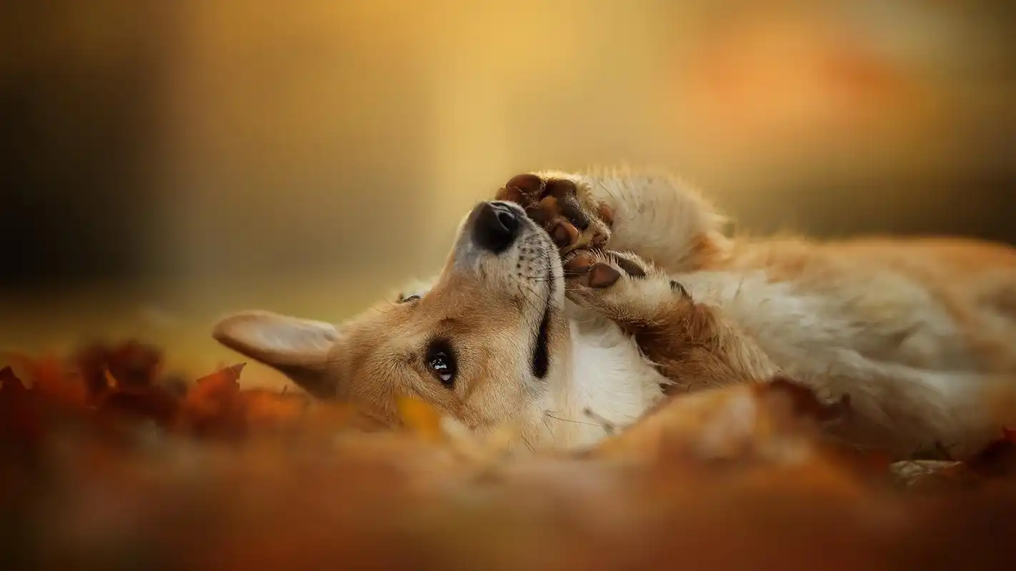 可爱的柯基犬图片高清宽屏桌面壁纸