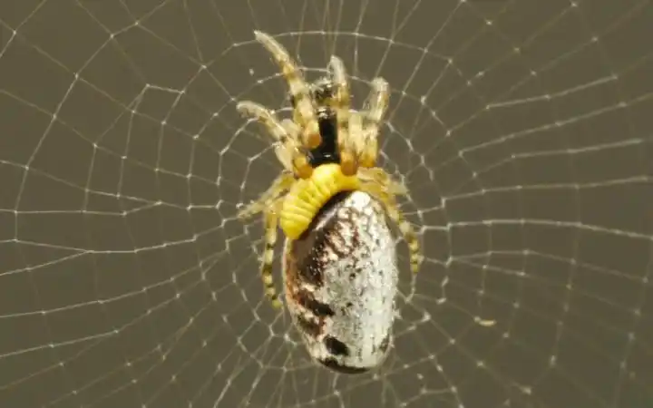 【重口味慎入】僵尸蜘蛛 @柚子木字幕组