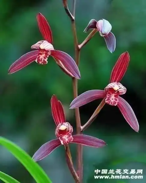 兰花  墨宝是建兰的一个代表性品种,它的名气与顶级红素国魂 - 抖音