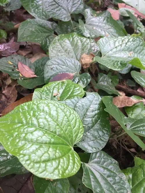 快速消肿止痛的草药 消肿止痛的草药-图片大观-奇异网