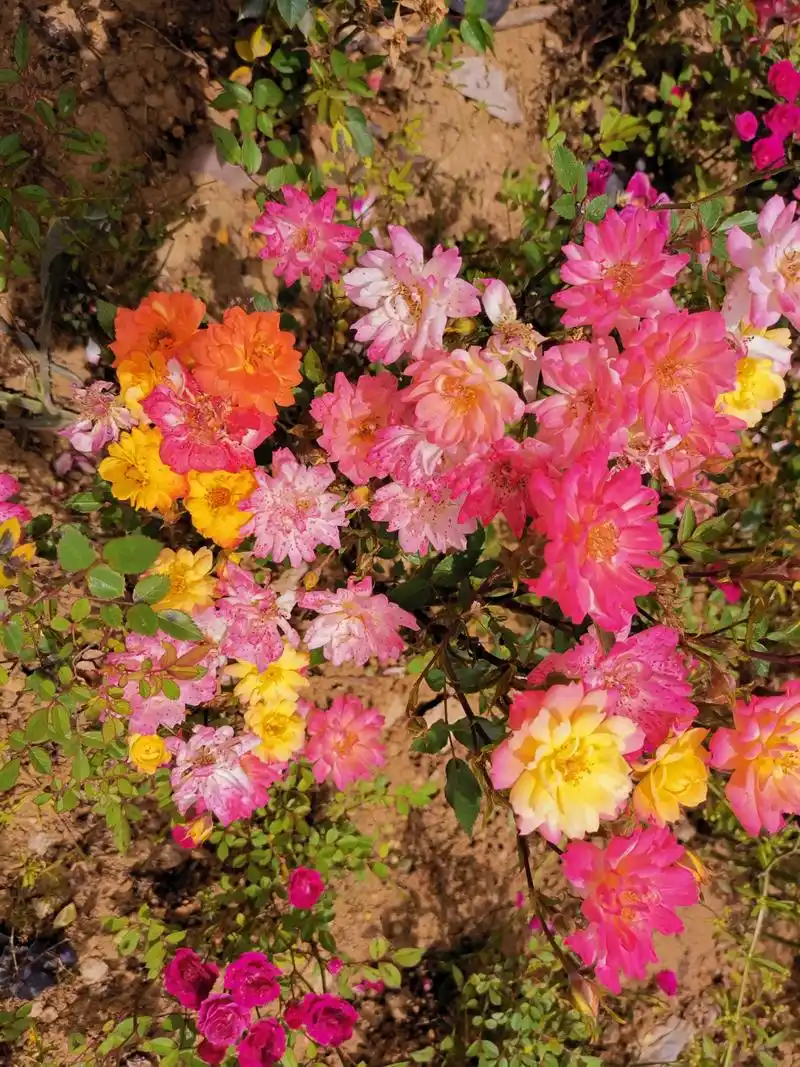 婴儿假面舞会,英文名baby masquerade,德国月季,微型灌木品种,株型