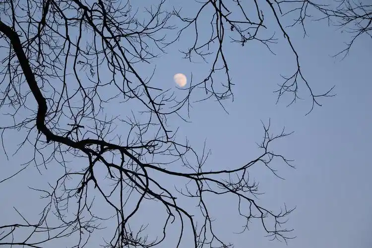 月亮和树