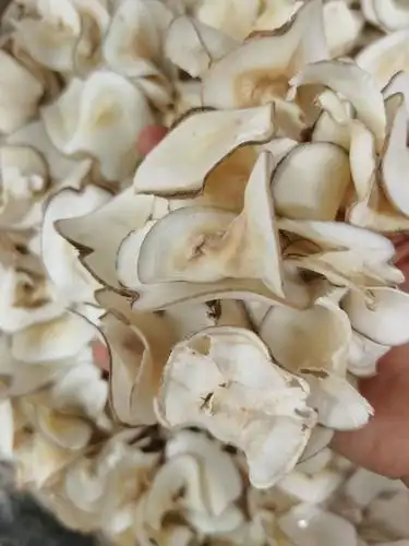 海椰子片 海底椰 新货 无硫 无杂质 质量保证 量大优惠