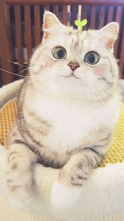 猫猫壁纸喔523申请离开人间