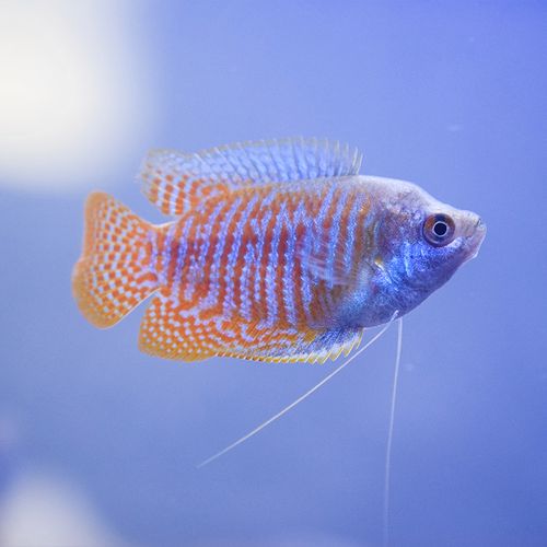 五彩丽丽鱼活体血红丽丽鱼热带鱼观赏鱼活体淡水鱼珍珠马甲鱼活体