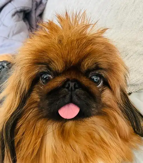 我家的小天使98#京巴  #京巴狗狗