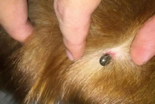 用什么去除狗身上的蜱虫,狗狗身上虱子和蜱虫怎么分辨(狗身上蜱虫怎么