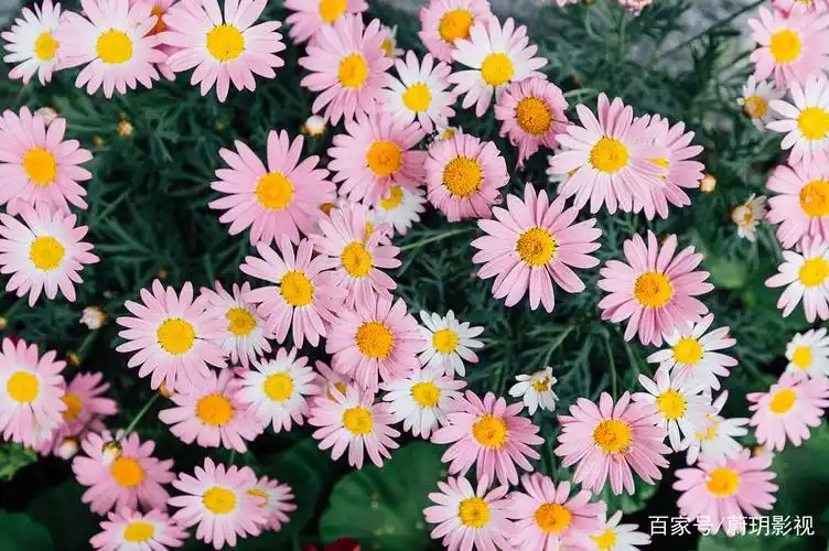 花儿文化:一组清新脱俗的鲜花,越看越美
