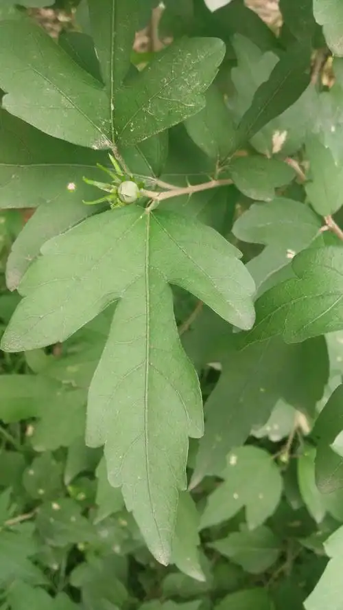 丰富多彩的植物世界(二)信阳农林学院篇