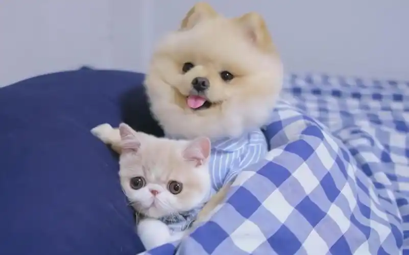 ins风~小猫小狗窝在一起,好萌好可爱