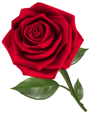 一支大红色玫瑰