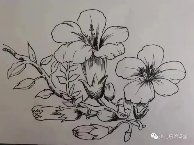 这次的凌霄花速写教程为了让线条清晰,用了勾线笔造型表现.
