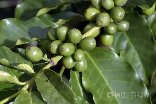 巴西圣保罗州一个农场的植物上的绿色咖啡豆