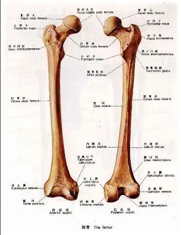 股骨(femur)[gǔgǔ]是人体中最大的长管状骨,可分