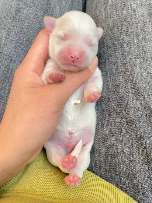 刚出生的小奶狗真粉