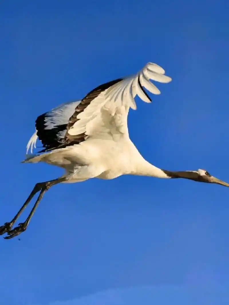 广灵下河湾首次迎来国家一级保护动物:丹顶鹤!         - 抖音