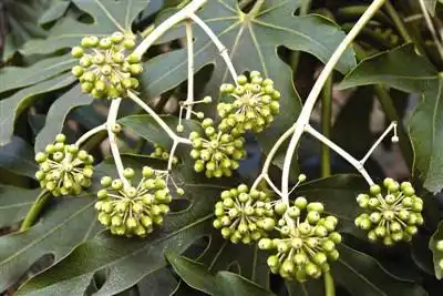 这是八角金盘的果实,详见百度,如图