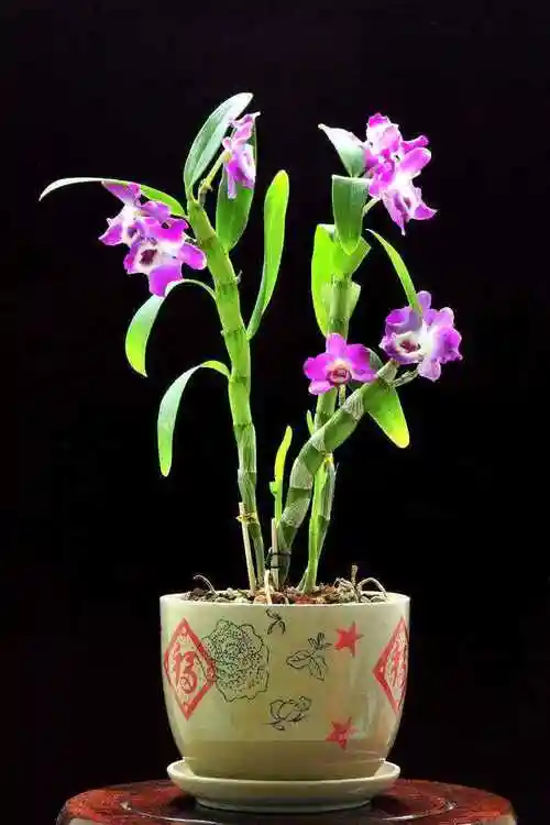 最贵的兰花多少钱全球最名贵的6种兰花