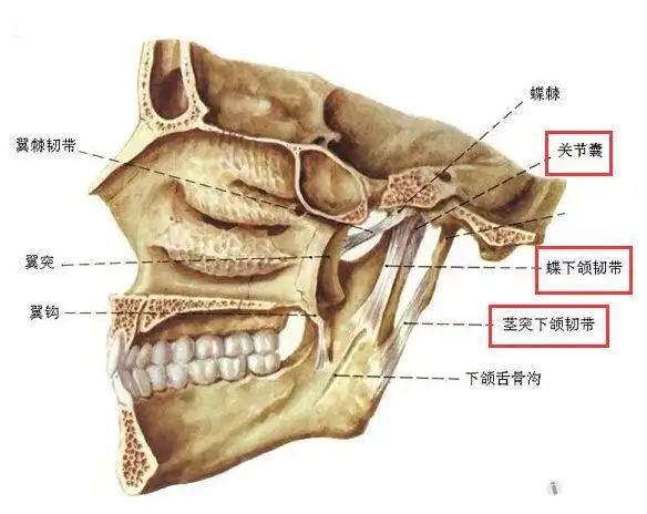 颞下颌关节解剖