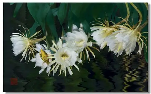 昙花,美得令人心碎