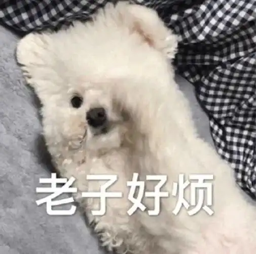 萌宠汪星人老子好烦不开心搞怪逗gif动图_动态图_表情包下载_soogif