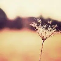 安静的头像图片【点击鼠标右键下载】