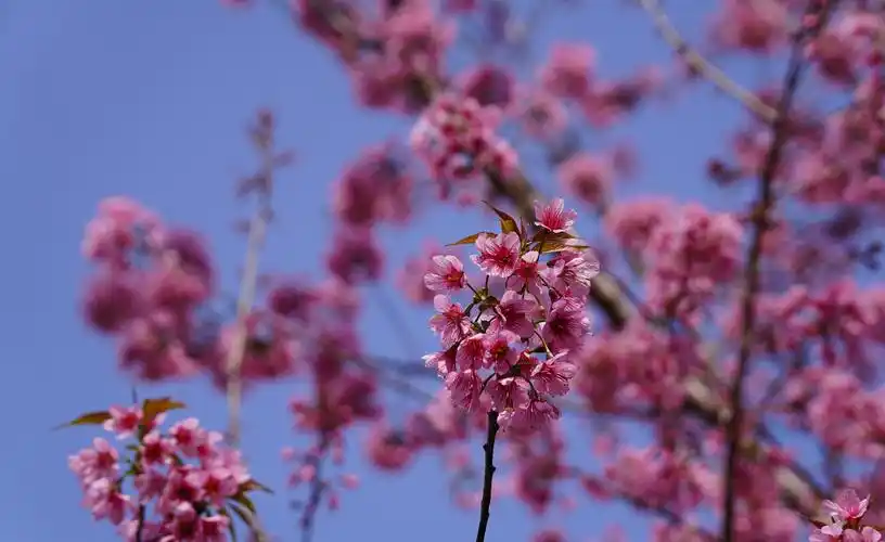 春天里的浪漫樱花