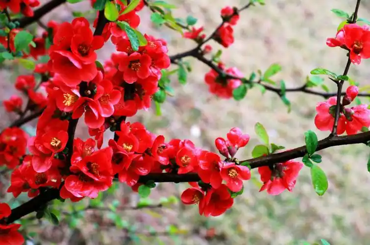 我用一树桃红 迎你荣光凯旋