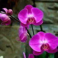 紫罗兰花微信头像_微信头像图片大全