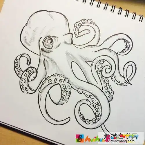 章鱼手绘