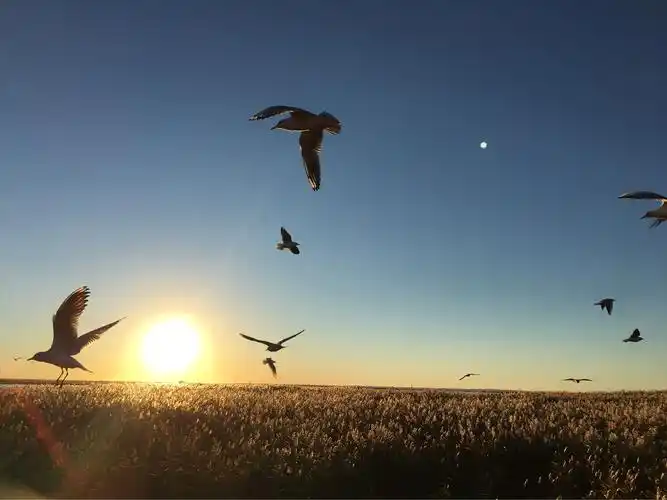居延海日出下展翅飞翔的海鸥