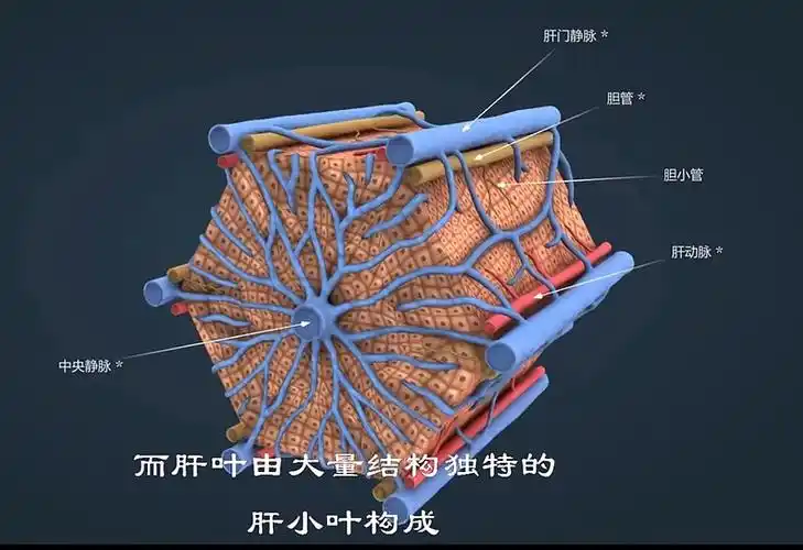 肝脏由一个个肝小叶排列而成肝小叶很漂亮呈六边形门静脉动脉输入胆管