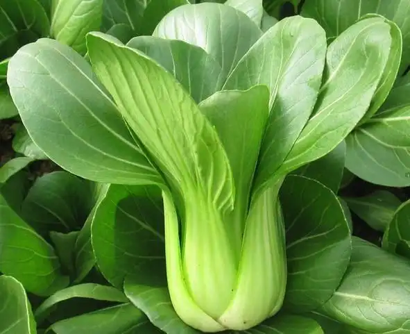 青菜品种大全图片