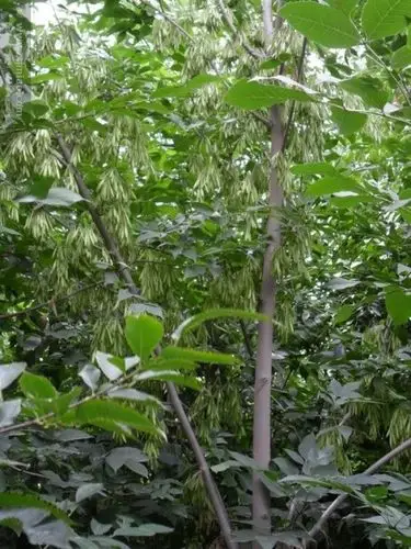 大叶白蜡的介绍